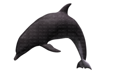dolphin - ilmainen png
