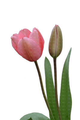 Kaz_Creations Deco Flowers Tulips Flower - Free PNG