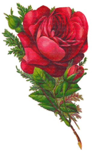 Vintage Rose - δωρεάν png