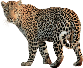 Kaz_Creations Leopard - ingyenes png