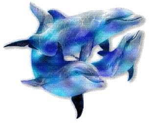 dauphins - GIF animasi gratis
