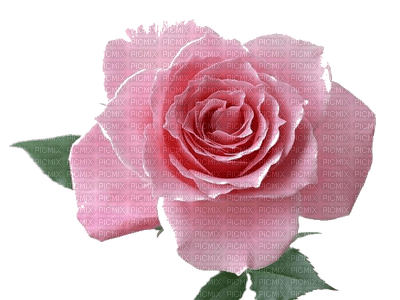 rose - pink - ücretsiz png