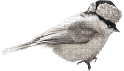 Kaz_Creations Birds Bird Winter - PNG gratuit