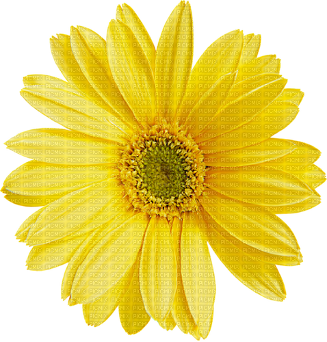 deco scrap flower daisy yellow spring - 無料png