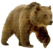 Niedźwiedź - darmowe png