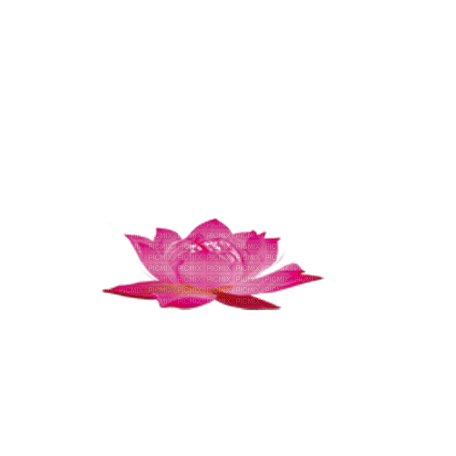 Lotus - безплатен png