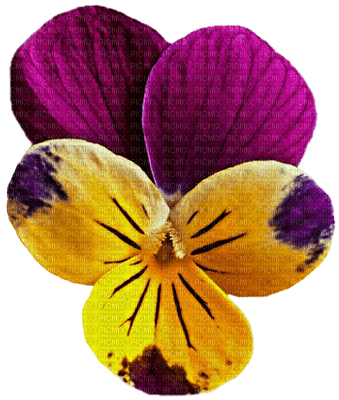 pansy flowers bp - 無料png