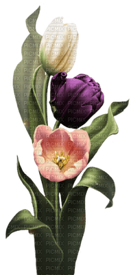 tulipe.Cheyenne63 - png grátis