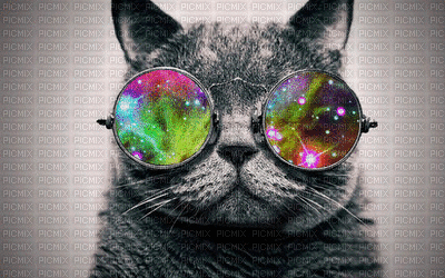 Cat linac007 seil - GIF animado grátis