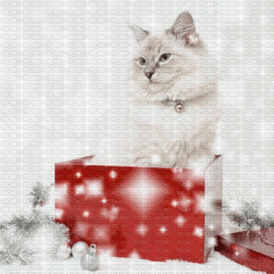 christmas cat in box animated bg - Free animated GIF