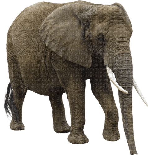 Kaz_Creations Elephant - bezmaksas png