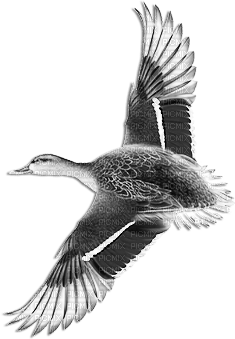 soave deco autumn bird duck vintage black white - PNG gratuit