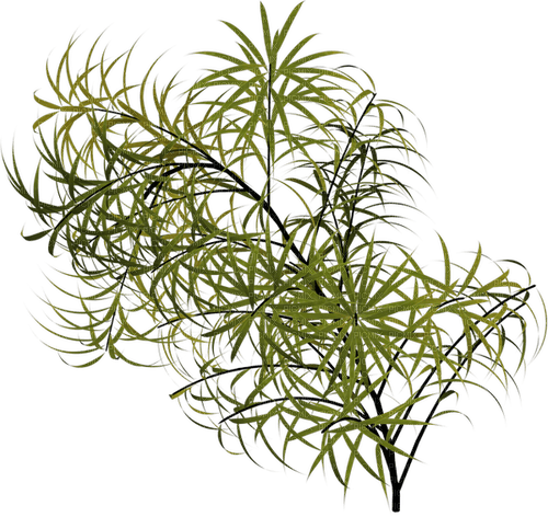 bush by nataliplus - png grátis