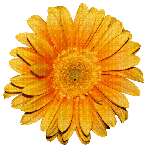 kikkapink deco autumn flower - ücretsiz png