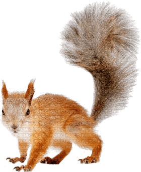 Kaz_Creations Squirrel - PNG gratuit