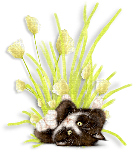 Diane75 Spring Cat flowers - PNG gratuit