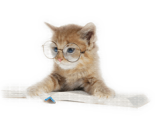 Chat avec des lunettes - δωρεάν png