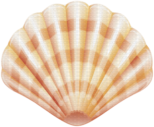 seashell Bb2 - PNG gratuit