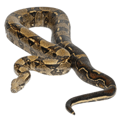 Kaz_Creations Snakes Snake - zdarma png