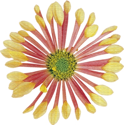Kaz_Creations Deco Flowers Flower Yellow Red - PNG gratuit