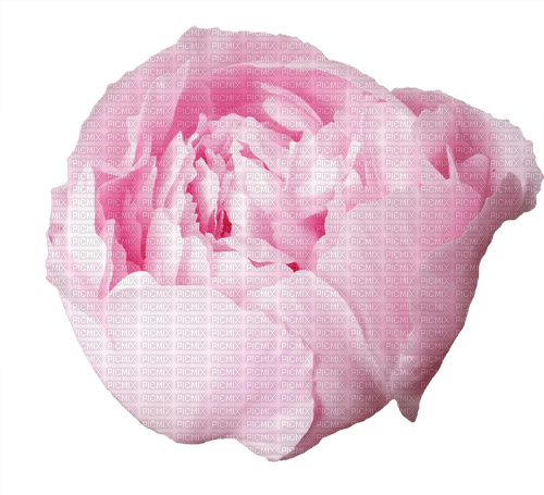 Pink Flower - PNG gratuit