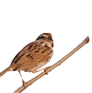Bird.Oiseau.Sparrow.Brown.gif.Victoriabea - Bezmaksas animēts GIF