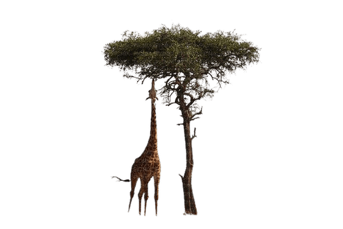 Africa. - zadarmo png