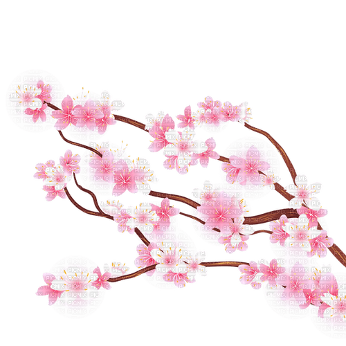 Branch pink flowers cherry blossom - nemokama png