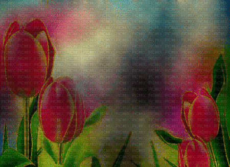 dark red tulips animated bg - 無料のアニメーション GIF