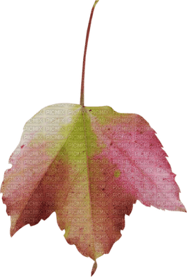 Kaz_Creations Deco  Colours  Leaves Leafs - 無料png