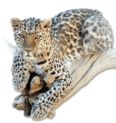leopardo - ingyenes png