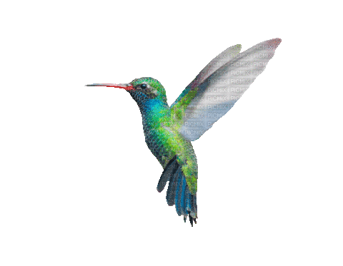 hummingbird - Бесплатни анимирани ГИФ