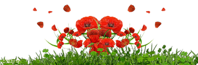 poppy flowers bp - ücretsiz png