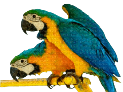perroquet - 無料png