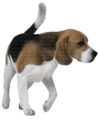 Kathleen Reynolds Dog Pup - darmowe png