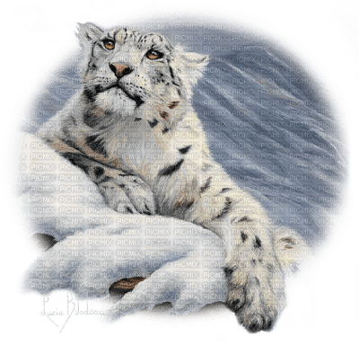 snow leopard bp - PNG gratuit