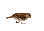 ptak - Bezmaksas animēts GIF