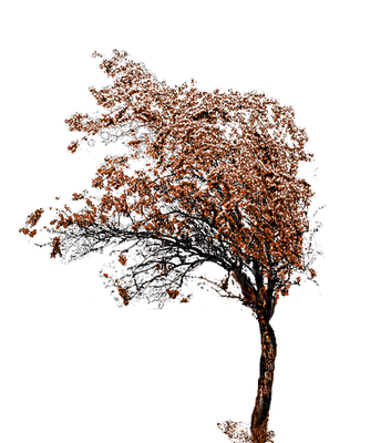 tree anastasia - PNG gratuit