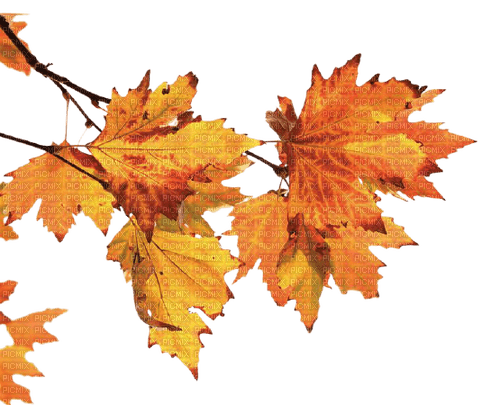 leaf,autumn,fall - фрее пнг
