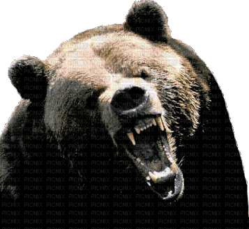 brown bear bp - Animovaný GIF zadarmo