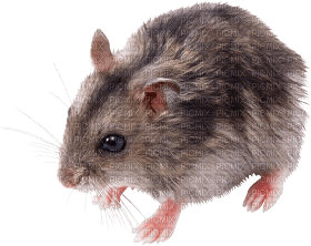 Kaz_Creations Rat Mouse - png ฟรี