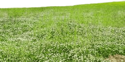 Gras - ilmainen png