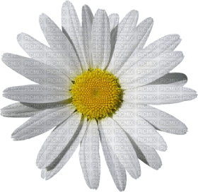 Kaz_Creations Deco Flowers Camomile Flower - png gratuito