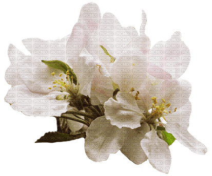 Apple Blossom - безплатен png