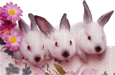 Tube Lapins - 免费PNG