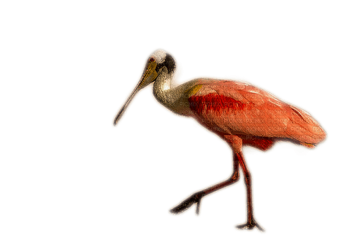 Oiseau spatule - png grátis