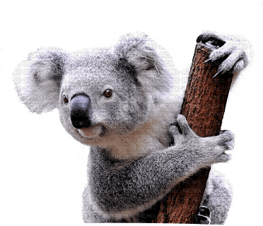 koala - zadarmo png