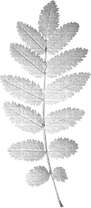 Leaf Leaves Deco White Jitter.Bug.Girl - PNG gratuit