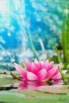 WATER LILLY - Free animated GIF