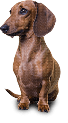 dachshund dog - darmowe png